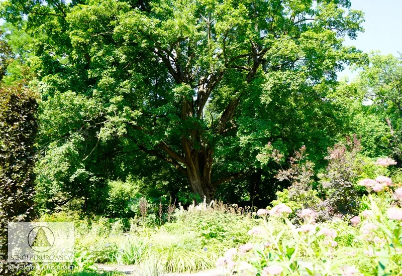 Deciduous plants