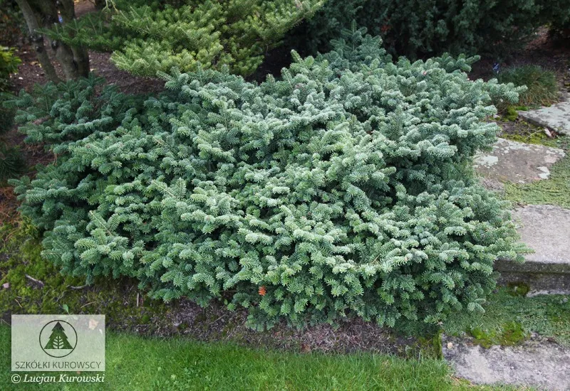 Conifers