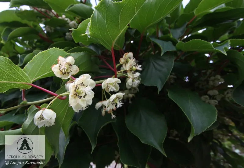 Climbing plants