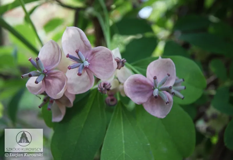 Climbing plants