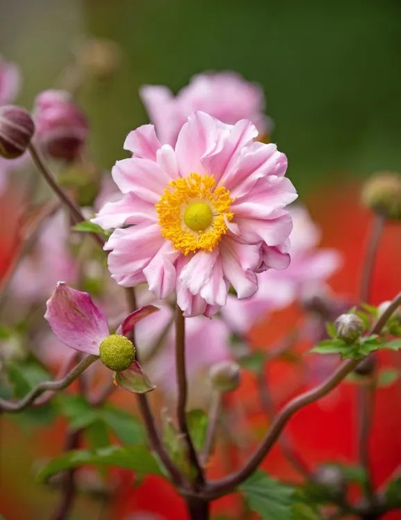 Perennials